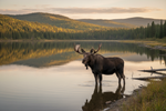 bull moose standing on side of lake with hills in background
